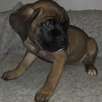 Mable female Fawn, a female Cane Corso for sale in Black Earth, WI – Photo 6 of 10