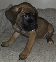 Mable female Fawn, a female Cane Corso for sale in Black Earth, WI – Photo 6 of 10