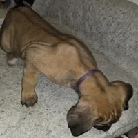 Mable female Fawn, a female Cane Corso for sale in Black Earth, WI – Photo 7 of 10