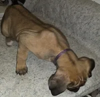 Mable female Fawn, a female Cane Corso for sale in Black Earth, WI – Photo 7 of 10