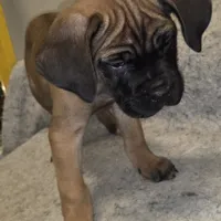 Mable female Fawn, a female Cane Corso for sale in Black Earth, WI – Photo 4 of 10