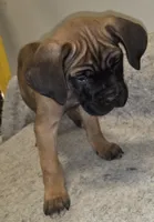 Mable female Fawn, a female Cane Corso for sale in Black Earth, WI – Photo 4 of 10