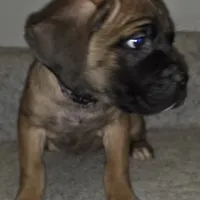 Mable female Fawn, a female Cane Corso for sale in Black Earth, WI – Photo 10 of 10