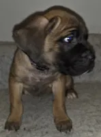 Mable female Fawn, a female Cane Corso for sale in Black Earth, WI – Photo 10 of 10