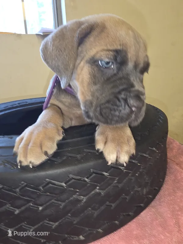 Purple Blue Fawn – Cane Corso puppy for sale in Black Earth, WI