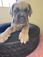 Purple Blue Fawn, a female Cane Corso for sale in Black Earth, WI – 2 of 5