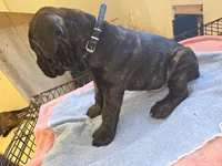 Black Brindle , a male Cane Corso for sale in Black Earth, WI – 8 of 8