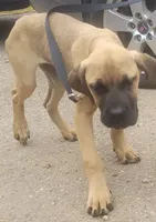 Peaches, a female Cane Corso for sale in Black Earth, WI – Photo 2 of 2