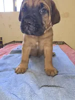 Light Brown, a male Cane Corso for sale in Black Earth, WI – 4 of 5