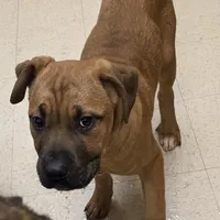 Chester male, a male Cane Corso for sale in Black Earth, WI – Photo 2 of 4