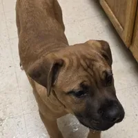 Chester male, a male Cane Corso for sale in Black Earth, WI – Photo 1 of 4
