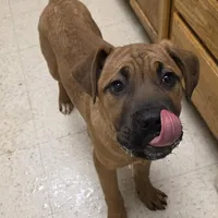 Chester male, a male Cane Corso for sale in Black Earth, WI – Photo 4 of 4