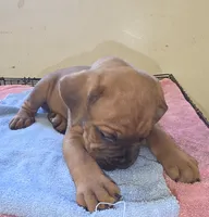 Royal Blue , a male Cane Corso for sale in Black Earth, WI – 4 of 9
