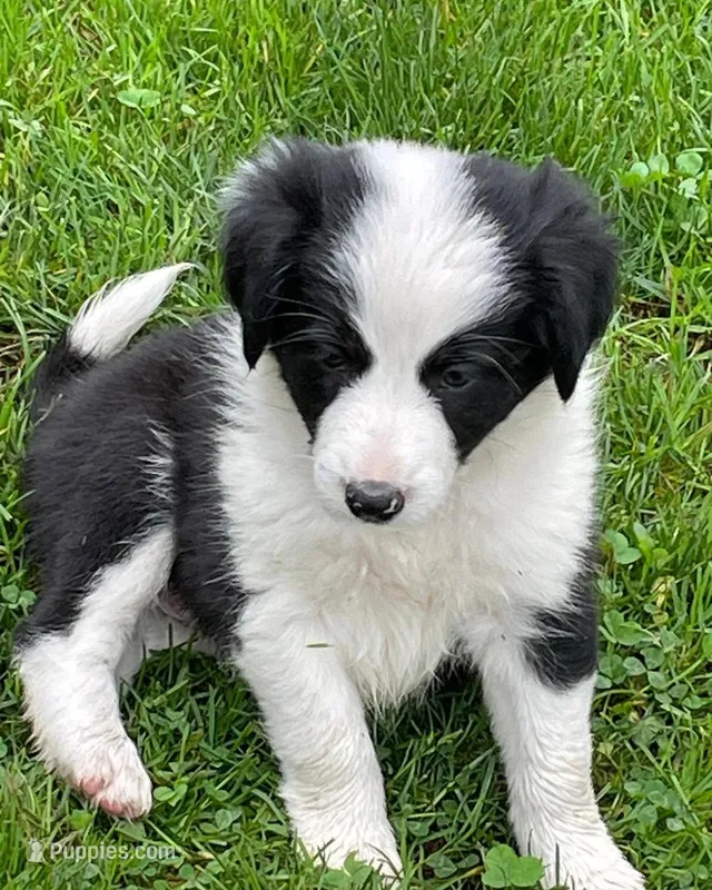 cheeder  – Border Collie puppy for sale in Sinking Spring, PA