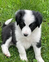 cheeder , a female Border Collie for sale in Sinking Spring, PA – 1 of 1