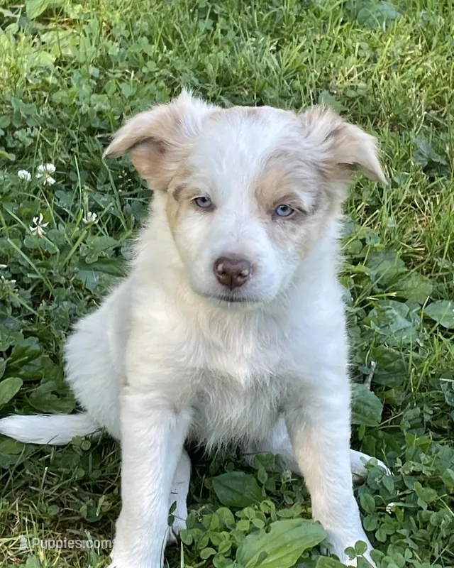 tri merle – Border Collie puppy for sale in Sinking Spring, PA