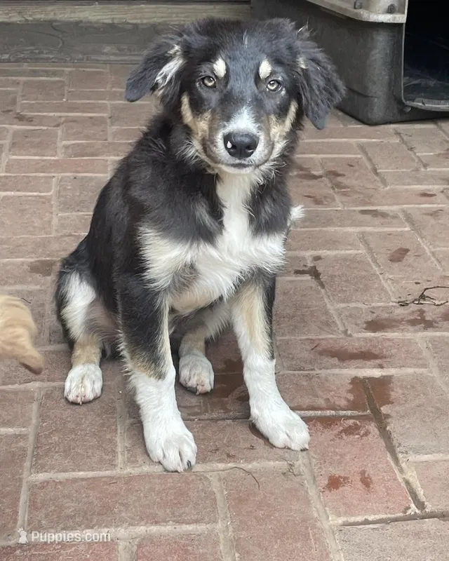 blue – Border Collie puppy for sale in Sinking Spring, PA