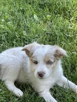 tri merle, a female Border Collie for sale in Sinking Spring, PA – 2 of 3