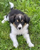 blue, a male Border Collie for sale in Sinking Spring, PA – 2 of 2