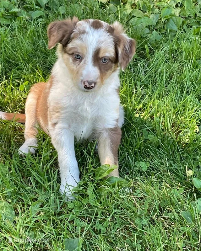 red tri – Border Collie puppy for sale in Sinking Spring, PA