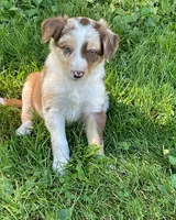 red tri, a female Border Collie for sale in Sinking Spring, PA – 1 of 1