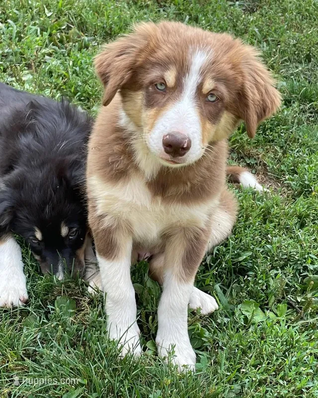 snickers – Border Collie puppy for sale in Sinking Spring, PA