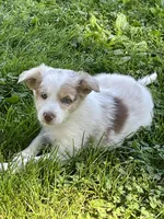 tri merle, a female Border Collie for sale in Sinking Spring, PA – 3 of 3