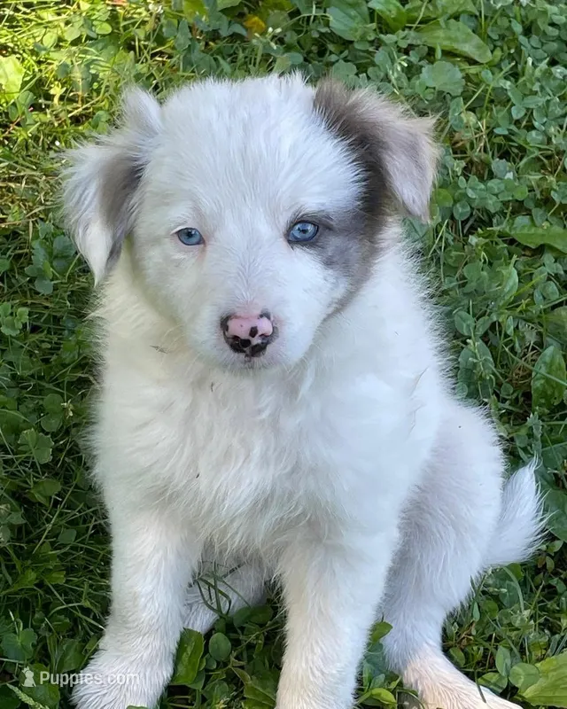blue – Border Collie puppy for sale in Sinking Spring, PA