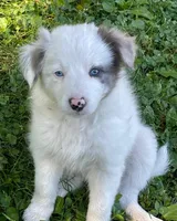 blue, a male Border Collie for sale in Sinking Spring, PA – 1 of 1