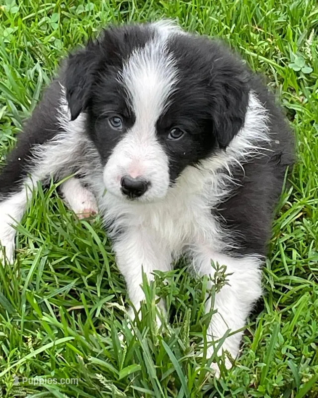 pie – Border Collie puppy for sale in Sinking Spring, PA