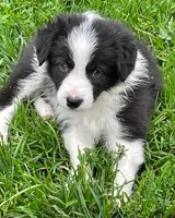 pie, a male Border Collie for sale in Sinking Spring, PA – 1 of 1