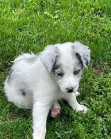 blue, a female Border Collie for sale in Sinking Spring, PA – 1 of 2