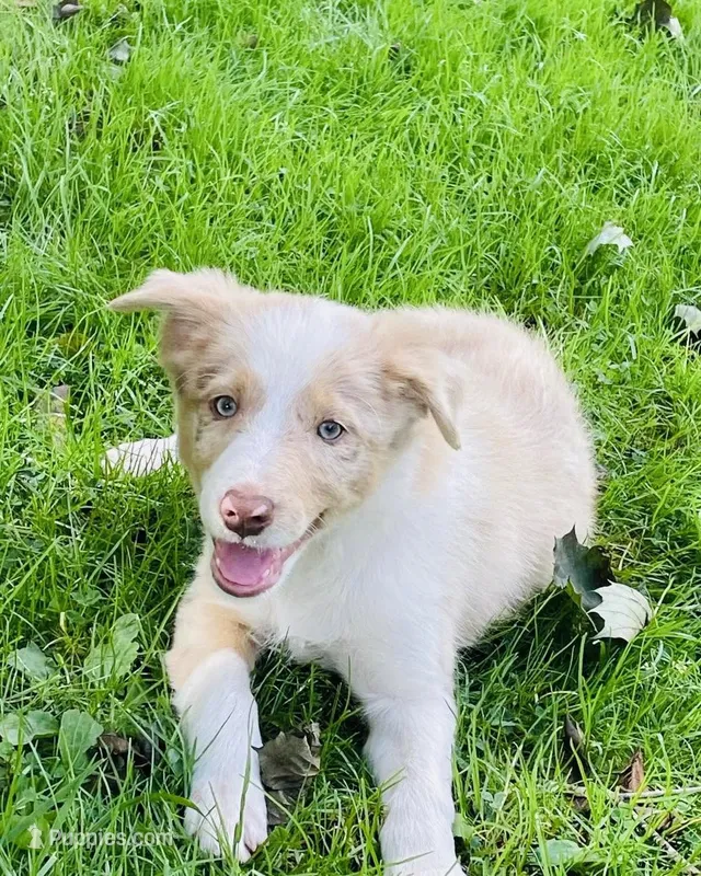 nice – Border Collie puppy for sale in Sinking Spring, PA