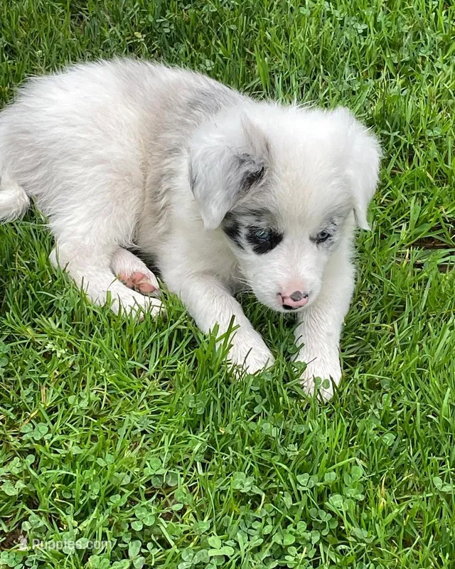nice – Border Collie puppy for sale in Sinking Spring, PA