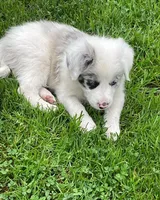 nice, a female Border Collie for sale in Sinking Spring, PA – 1 of 1