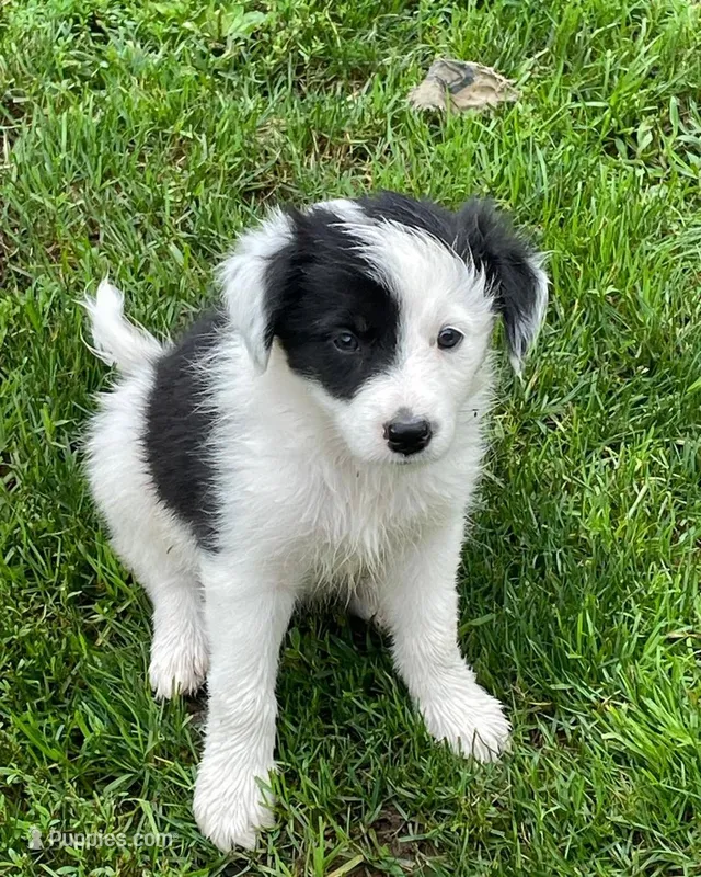 beautiful – Border Collie puppy for sale in Sinking Spring, PA