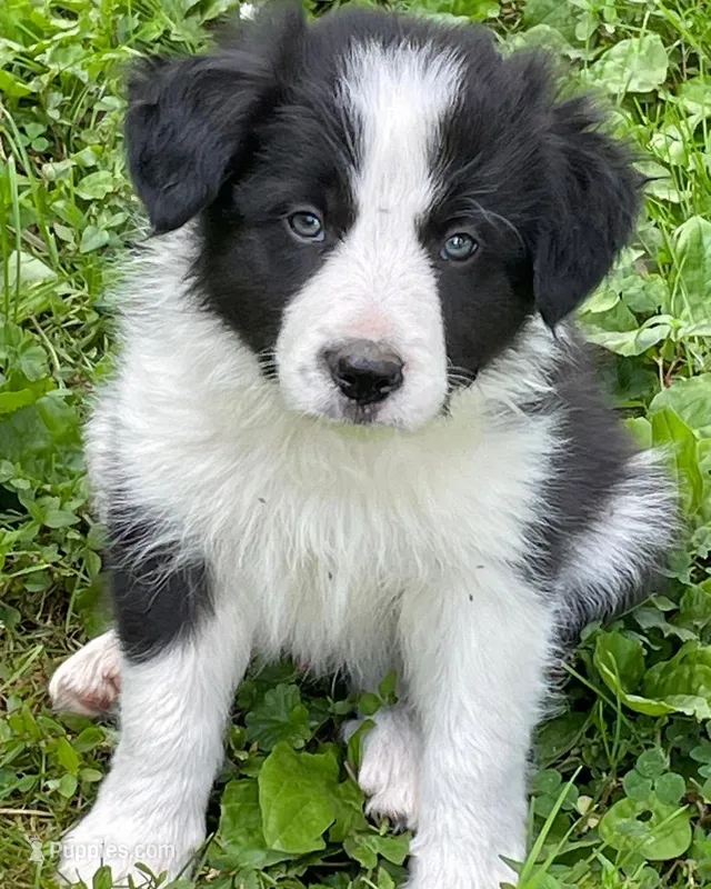 cutie – Border Collie puppy for sale in Sinking Spring, PA
