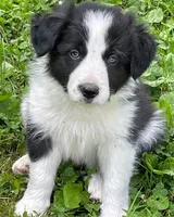 cutie, a female Border Collie for sale in Sinking Spring, PA – 1 of 1