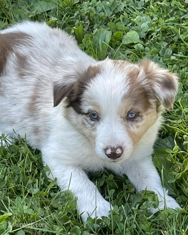 merle – Border Collie puppy for sale in Sinking Spring, PA