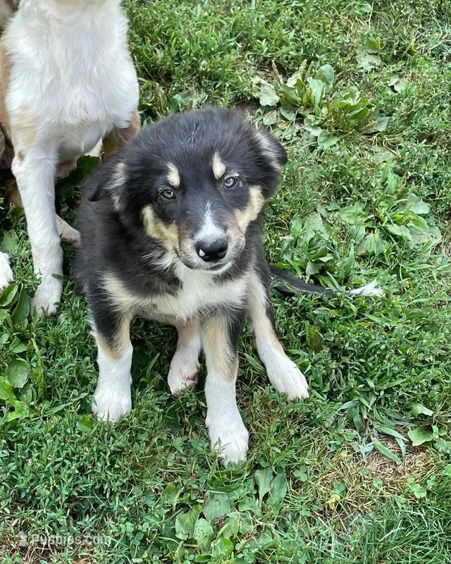 blue – Border Collie puppy for sale in Sinking Spring, PA