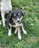 blue, a male Border Collie for sale in Sinking Spring, PA – 1 of 2