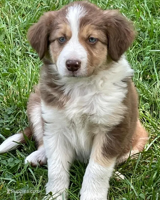 snickers – Border Collie puppy for sale in Sinking Spring, PA