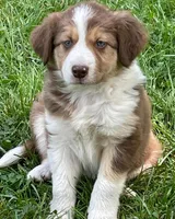 snickers, a female Border Collie for sale in Sinking Spring, PA – 1 of 1