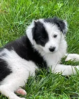 beautiful, a male Border Collie for sale in Sinking Spring, PA – 2 of 2