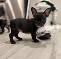 Hershey , a female French Bulldog for sale in Cleveland Heights, OH – Photo 2 of 2