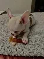 Twix , a male French Bulldog for sale in Cleveland Heights, OH – Photo 2 of 2