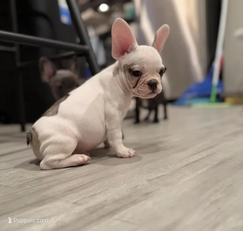 Twix  – French Bulldog puppy for sale in Cleveland Heights, OH