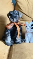 Full AKC Roxy Mini Schnauzer , a female Miniature Schnauzer for sale in Temple, TX – 5 of 7