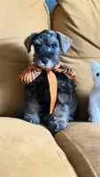 Full AKC Roxy Mini Schnauzer , a female Miniature Schnauzer for sale in Temple, TX – 2 of 7