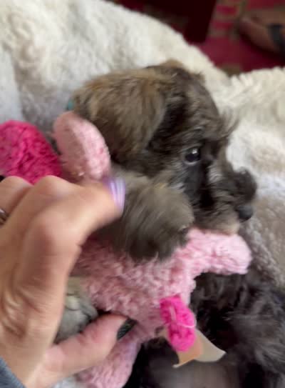 Full AKC Roxy Mini Schnauzer , a female Miniature Schnauzer for sale in Temple, TX – 7 of 7